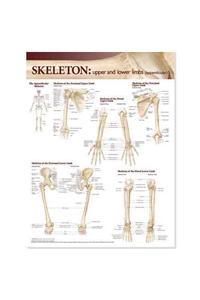 Lippincott Williams & Wilkins Atlas of Anatomy Skeletal System Chart: Upper and Lower Limbs