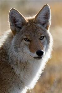 Handsome Coyote Portrait Journal