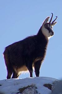 Chamois Goat-Antelope in Europe Journal