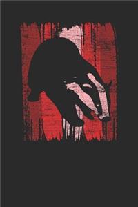 Badger Wild Animal