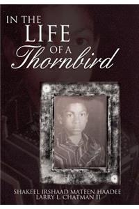 In The Life of a Thornbird