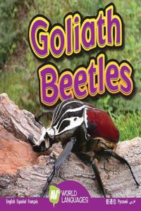 Goliath Beetles