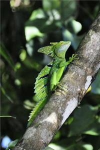 Basilisk Lizard on a Tree Journal