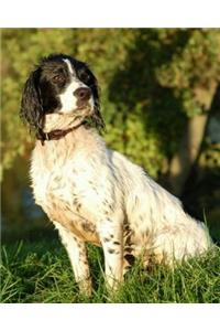 English Springer Spaniel