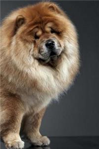 Chow Chow