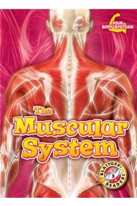 Muscular System