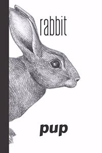 rabbit pup