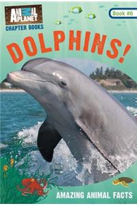 Dolphins!