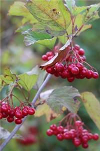 Red Viburnum Berries Journal