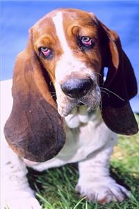 2020 Weekly Planner Basset Hound Dog Photo 134 Pages