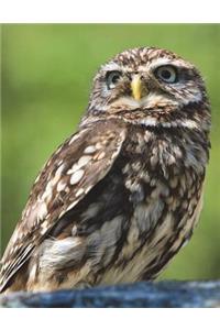 Owl Notebook Large Size 8.5 x 11 Ruled 150 Pages