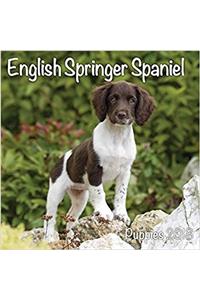 English Springer Spaniel Puppies M