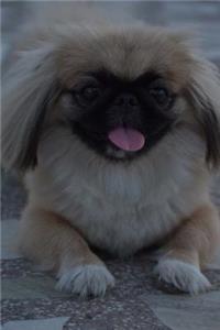 My Pekingese
