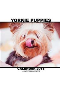 Yorkie Puppiess Calendar 2018