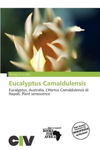 Eucalyptus Camaldulensis