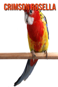 Crimson Rosella