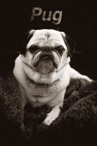Pug