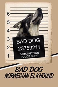 Bad Dog Norwegian Elkhound