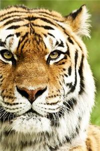 MindBlowing Cute Big Cats Journal 13