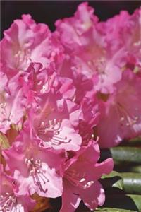Washington State Flower - Coast Rhododendron Journal