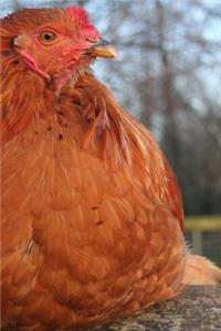 Cute Fluffy Red Hen Farm Animal Journal