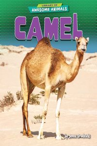 Camel