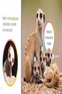 Suricatas Bebés