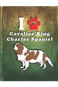 Cavalier King Charles Spaniel