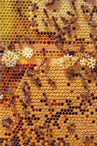 Bees on Honeycomb Journal