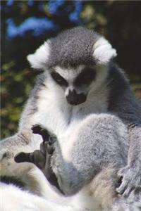 Ring-Tailed Lemur Says, 