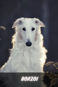 Borzoi