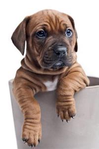 Cute Dog April Notebook & Journal. Productivity Work Planner & Idea Notepad