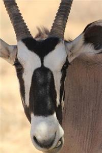 Gemsbok Antelope Journal