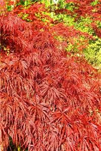 Journal Beautiful Japanese Maple Tree
