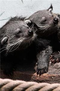 Two Resting Bearcats Binturong Animals Southeast Asia Journal