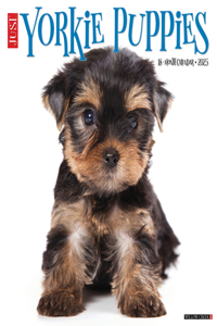 Yorkie Puppies 2026 12 X 12 Wall Calendar