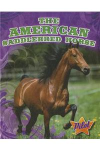 American Saddlebred Horse