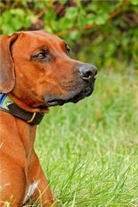 Rhodesian Ridgeback Sitting in Tall Grass Journal