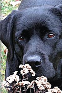 Black Lab Puppy Journal