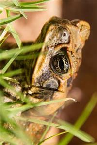 Cane Toad in Grasses of Australia Journal
