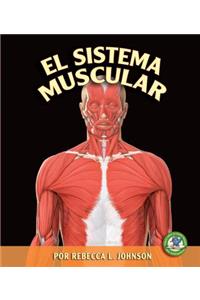 El Sistema Muscular (the Muscular System)