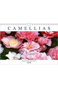 Camellias 2018