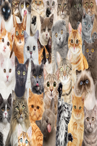 All the Cats 500 Piece Jigsaw Puzzle