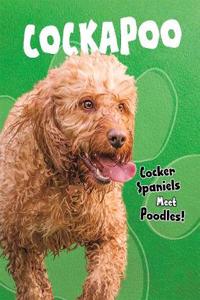 Cockapoo