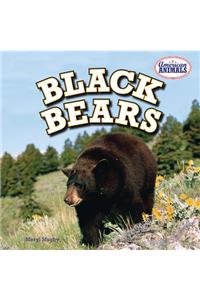 Black Bears