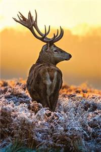 Stag in the Frost Journal