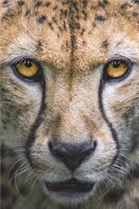 Say Hello to the Cheetah Journal