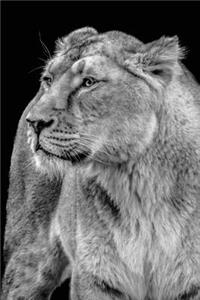 Lioness Journal
