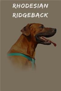 Rhodesian Ridgeback