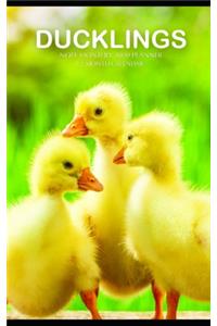 Ducklings Note Monthly 2020 Planner 12 Month Calendar